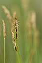 BUITEN BEELD Foto: 297843