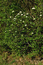 BUITEN BEELD Foto: 297886