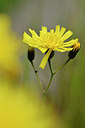 BUITEN BEELD Foto: 297924