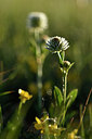 BUITEN BEELD Foto: 297955