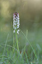 BUITEN BEELD Foto: 297959