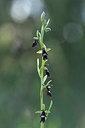 BUITEN BEELD Foto: 297968
