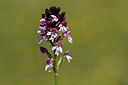 BUITEN BEELD Foto: 298008