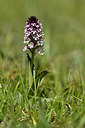 BUITEN BEELD Foto: 298009