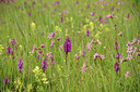 BUITEN BEELD Foto: 298033