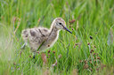 BUITEN BEELD Foto: 298072