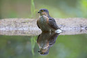 BUITEN BEELD Foto: 298075