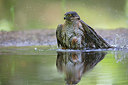 BUITEN BEELD Foto: 298081