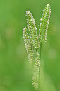 BUITEN BEELD Foto: 298185