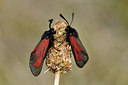 BUITEN BEELD Foto: 298251