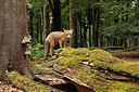 BUITEN BEELD Foto: 298337