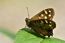 BUITEN BEELD Foto: 298435