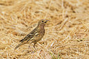 BUITEN BEELD Foto: 298498