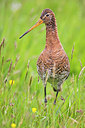 BUITEN BEELD Foto: 298519