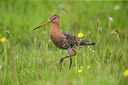 BUITEN BEELD Foto: 298523