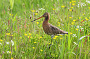 BUITEN BEELD Foto: 298528