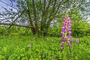 BUITEN BEELD Foto: 298691