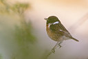 BUITEN BEELD Foto: 298696