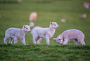 BUITEN BEELD Foto: 298713