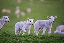 BUITEN BEELD Foto: 298714