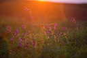 BUITEN BEELD Foto: 298717
