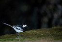 BUITEN BEELD Foto: 298779
