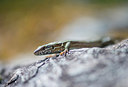 BUITEN BEELD Foto: 298829