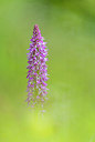 BUITEN BEELD Foto: 298959