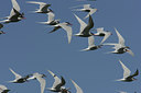 BUITEN BEELD Foto: 2151