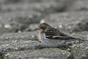 BUITEN BEELD Foto: 2246