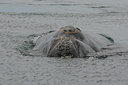 BUITEN BEELD Foto: 2432