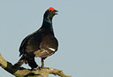 BUITEN BEELD Foto: 29035