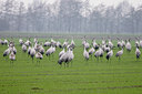 BUITEN BEELD Foto: 29053
