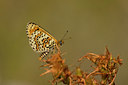 BUITEN BEELD Foto: 29055