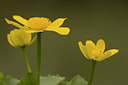BUITEN BEELD Foto: 29089