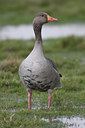 BUITEN BEELD Foto: 29110
