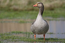 BUITEN BEELD Foto: 29113