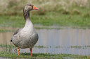 BUITEN BEELD Foto: 29118
