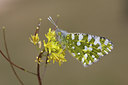 BUITEN BEELD Foto: 29137