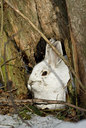 BUITEN BEELD Foto: 29146