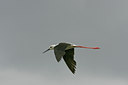 BUITEN BEELD Foto: 29195