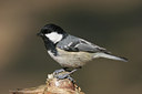 BUITEN BEELD Foto: 29233
