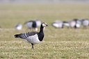 BUITEN BEELD Foto: 29258