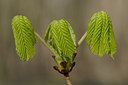 BUITEN BEELD Foto: 29278