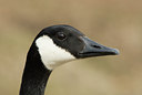 BUITEN BEELD Foto: 29297