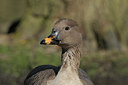 BUITEN BEELD Foto: 29339