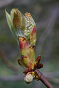 BUITEN BEELD Foto: 29345