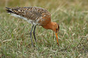 BUITEN BEELD Foto: 29380
