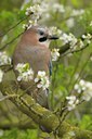 BUITEN BEELD Foto: 29423