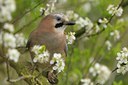 BUITEN BEELD Foto: 29424